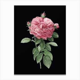 Vintage Giant French Rose Botanical Illustration on Solid Black n.0719 Canvas Print