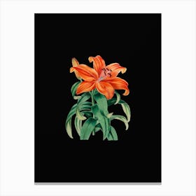 Vintage Thunberg's Orange Lily Botanical Illustration on Solid Black Canvas Print