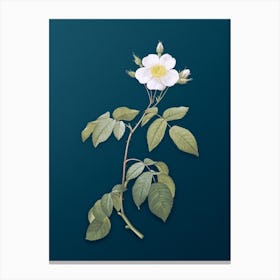 Vintage Big Leaved Climbing Rose Botanical Art on Teal Blue n.0348 Canvas Print