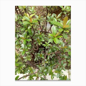 Bush With Green Leaves Canvas Print