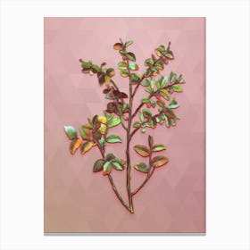 Vintage Bilberry Botanical Art on Crystal Rose n.0716 Canvas Print