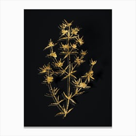 Vintage Heath Mirbelia Branch Botanical in Gold on Black n.0456 Canvas Print