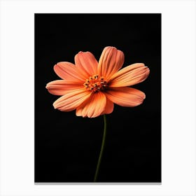 Orange Flower On Black Background 10 Canvas Print