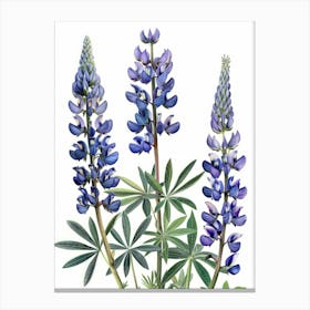 Lupine 3 Canvas Print