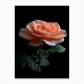 Peach Rose Canvas Print