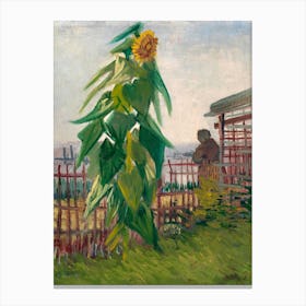 Allotment With Sunflower, Van Gogh Canvas Print