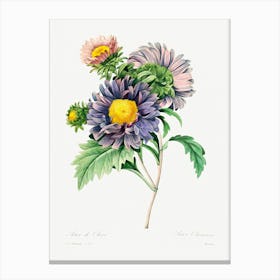 China Aster, Pierre Joseph Redoute Canvas Print