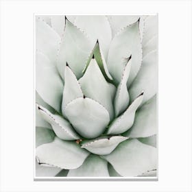 Agave Canvas Print