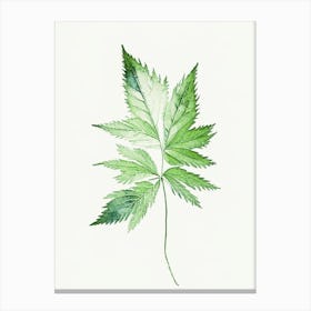 Nettle Leaf Minimalist Watercolour 3 Canvas Print