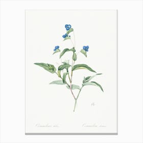 Blue Spiderwort, Pierre Joseph Redoute Canvas Print
