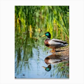 Anas Platyrhynchos Commonly Known As The Mallard Duck Its Speckled Brown Plumage Glimmering In The (1) Canvas Print