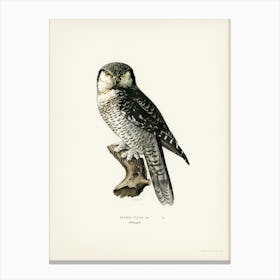 Northern Hawk Owl, The Von Wright Brothers Canvas Print