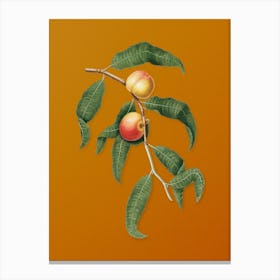 Vintage Peach Botanical on Sunset Orange n.0799 Canvas Print