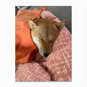 Shiba Inu 16 Canvas Print