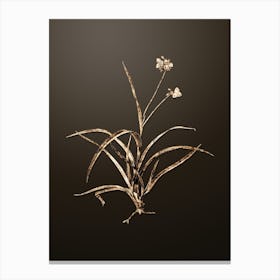 Gold Botanical Spiderwort on Chocolate Brown n.1811 Canvas Print