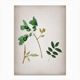 Vintage Pistachio Botanical on Parchment n.0594 Canvas Print