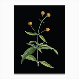 Vintage Orange Ball Tree Botanical Illustration on Solid Black n.0483 Canvas Print