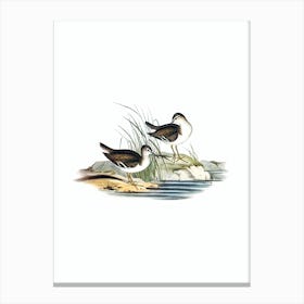 Vintage Fairy Sandpiper Bird Illustration on Pure White n.0086 Canvas Print