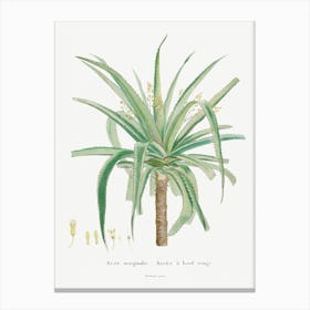 Aloe Marginalis, Pierre Joseph Redoute Canvas Print