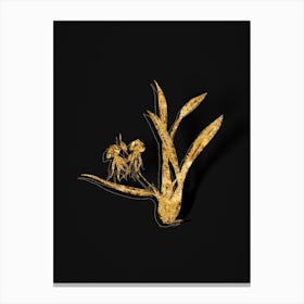 Vintage Clamshell Orchid Botanical in Gold on Black n.0158 Canvas Print