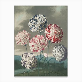 Carnations 5 Canvas Print