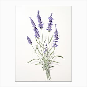 Lavender Vintage Botanical Herbs 1 Canvas Print