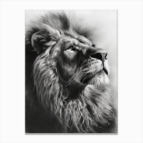 Barbary Lion Charcoal Drawing Portrait Close Up 1 Canvas Print