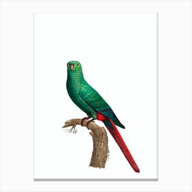 Vintage Austral Emerald Parakeet Bird Illustration on Pure White n.0010 Canvas Print