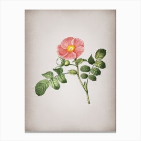 Vintage Japanese Rose Botanical on Parchment n.0242 Canvas Print