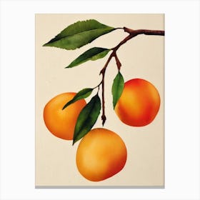 Apricot Watercolour Fruit Painting Fruit Canvas Print