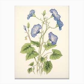 Asagao Morning Glory 3 Vintage Japanese Botanical Canvas Print