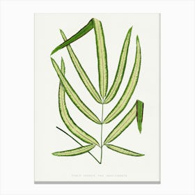 Vintage Botanical Art Print _2643218 Canvas Print