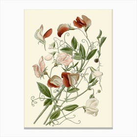 Sweet Peas Canvas Print