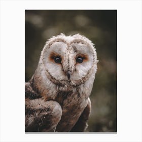 Rustic Barn Owl Canvas Print
