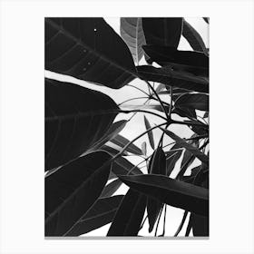 Black And White Leaves 2 Canvas Print