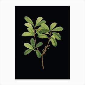 Vintage Northern Bayberry Botanical Illustration on Solid Black n.0291 Canvas Print