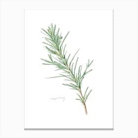 Rosemary Herb Sprig - Botanical Wall Print Set | Floral Collection Canvas Print