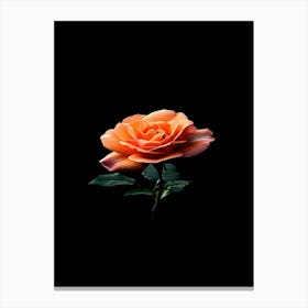 Orange Rose On Black Background 12 Canvas Print