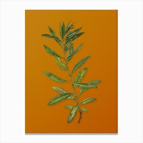 Vintage Rhodora Botanical on Sunset Orange n.0206 Canvas Print