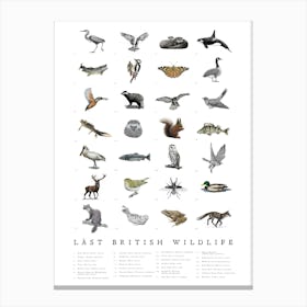 British Wildlife - Animal Art Print Canvas Print