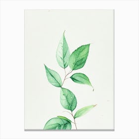 Spearmint Leaf Minimalist Watercolour 2 Canvas Print