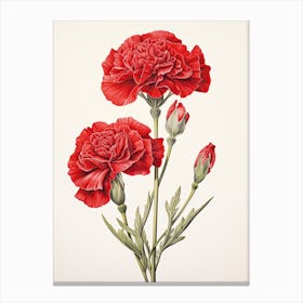 Carnations Flower Vintage Botanical 0 Canvas Print