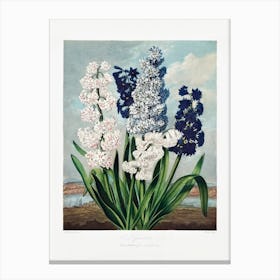 Vintage Botanical Temple Of Flora _2476824 Canvas Print