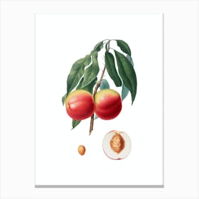 Vintage Peach Botanical Illustration on Pure White 2 Canvas Print