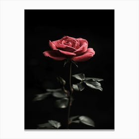 Single Rose On Black Background 2 Canvas Print