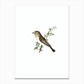 Vintage Red Breasted Flycatcher Bird Illustration on Pure White n.0184 Canvas Print
