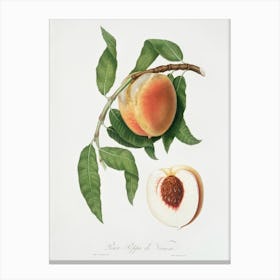 Peach (Persica Sativa) From Pomona Italiana (1817 1839), Giorgio Gallesio Canvas Print