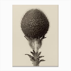 Thorned Bulbous Plant, Karl Blossfeldt Canvas Print