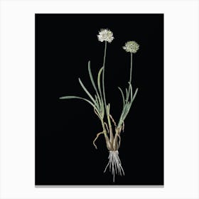 Vintage Allium Carolinianum Botanical Illustration on Solid Black n.0779 Canvas Print