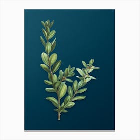 Vintage Buxus Colchica Bush Botanical Art on Teal Blue n.0206 Canvas Print